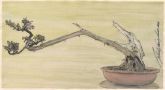 Bonsai I