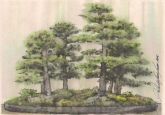 Bonsai II