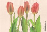 Tulipas I
