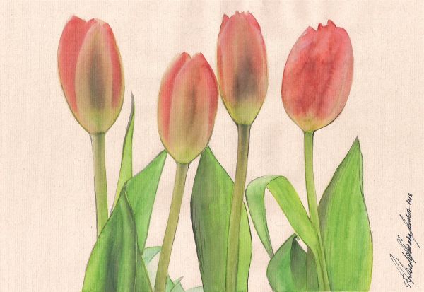 Tulipas I