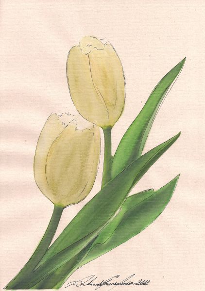 Tulipas II